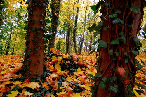 leaf  autumn  wood