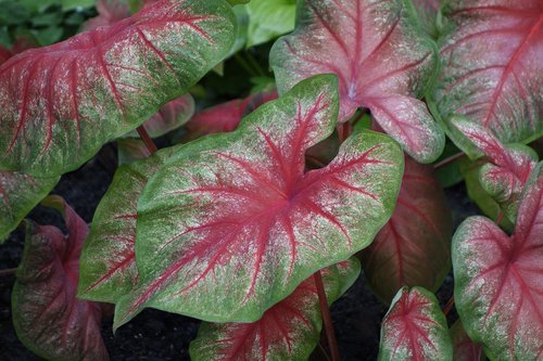 leaf  flora  garden