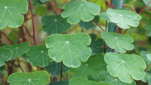 leaf  plant  nature