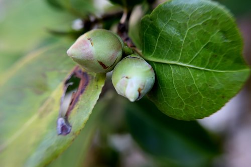 leaf  nature  plant