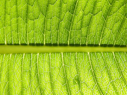 leaf  plant  vein