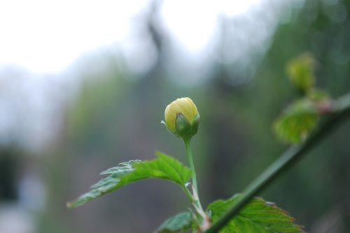 leaf  nature  plant