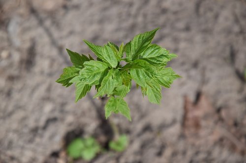 leaf  nature  plant