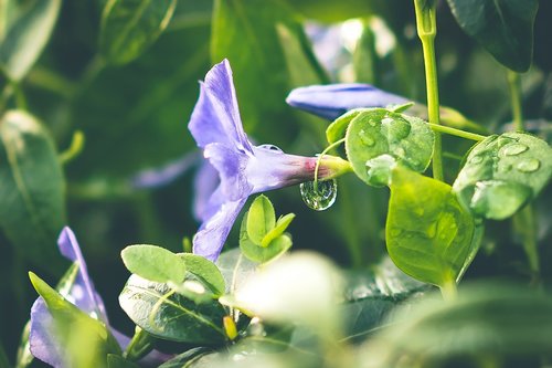 leaf  plant  nature