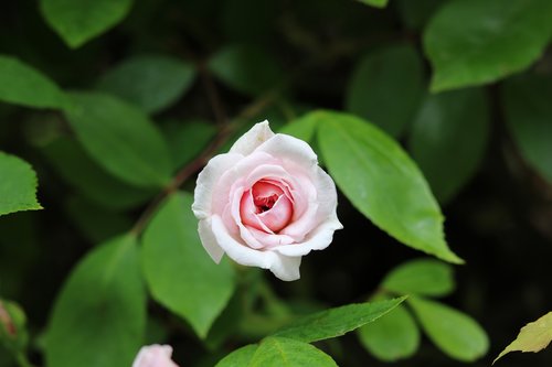 leaf  nature  plant