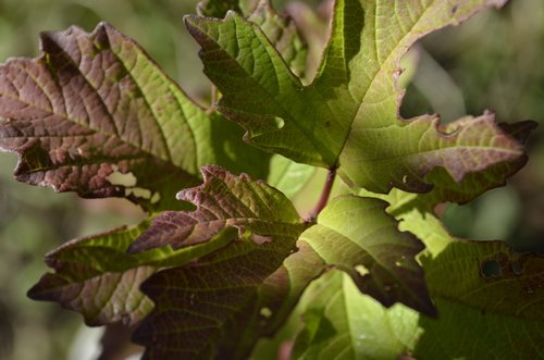 leaf  plant  nature