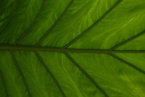 leaf  plant  growth