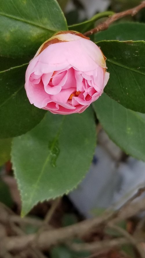 leaf  nature  flower