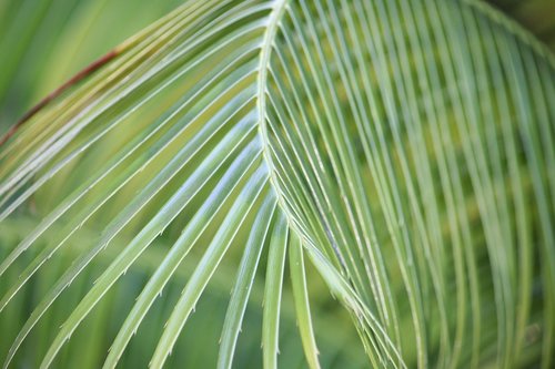 leaf  flora  growth