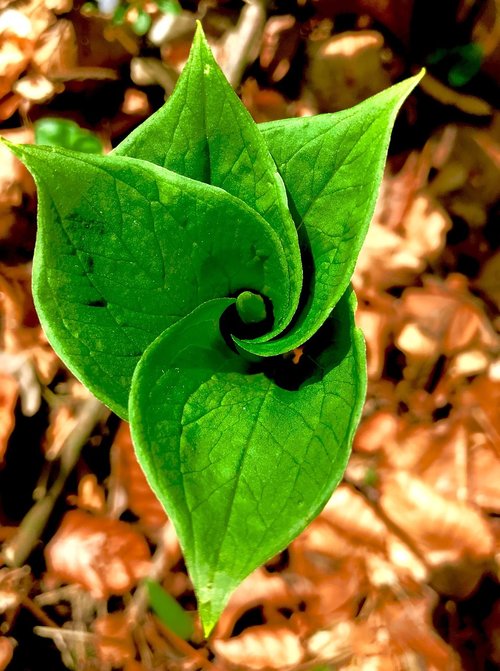 leaf  nature  plant