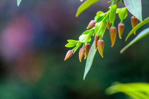 leaf  nature  outdoor