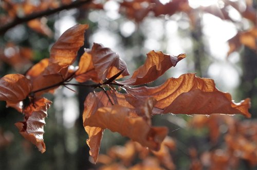 leaf  autumn  tree