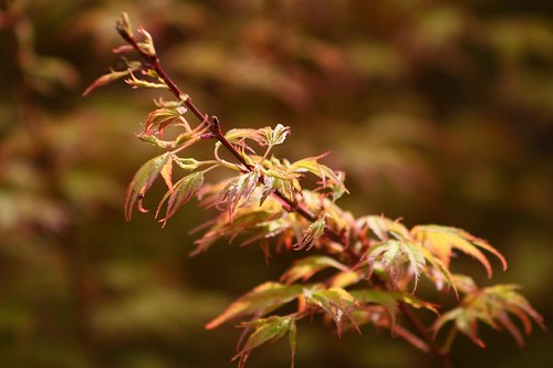 leaf  nature  plant