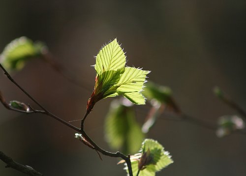 leaf  plant  nature