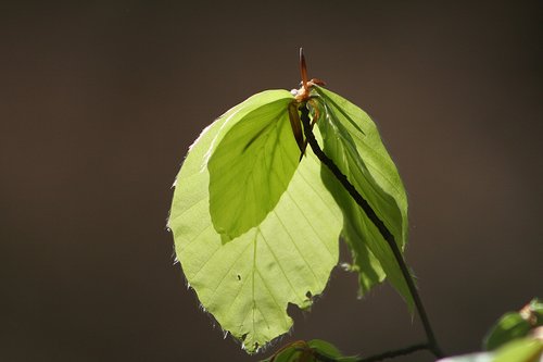 leaf  nature  plant