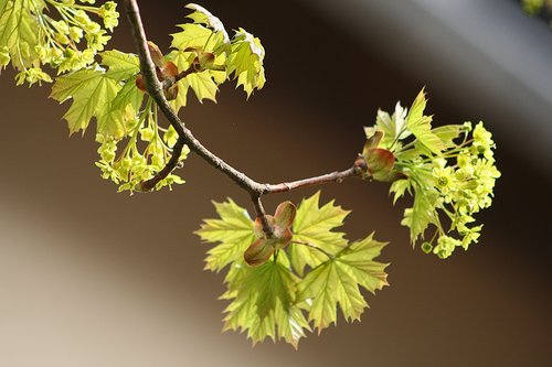 leaf  plant  nature