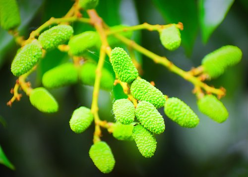 leaf  flora  nature