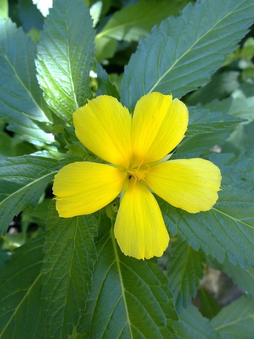 leaf  nature  flora