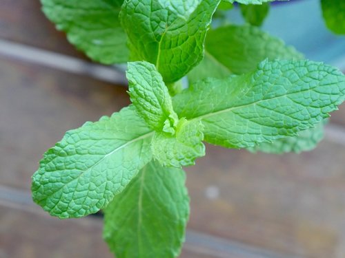 leaf  mint  aromatic