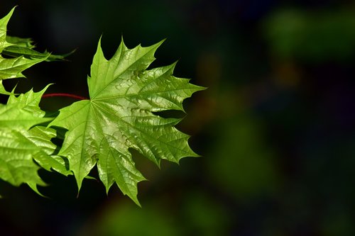 leaf  plant  nature