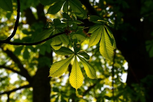 leaf  plant  tree