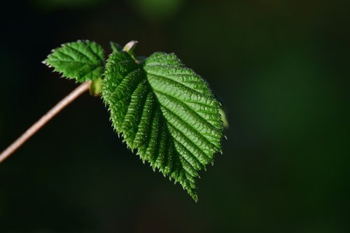 leaf  plant  nature