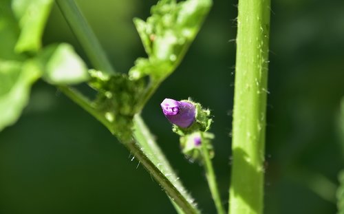 leaf  nature  plant