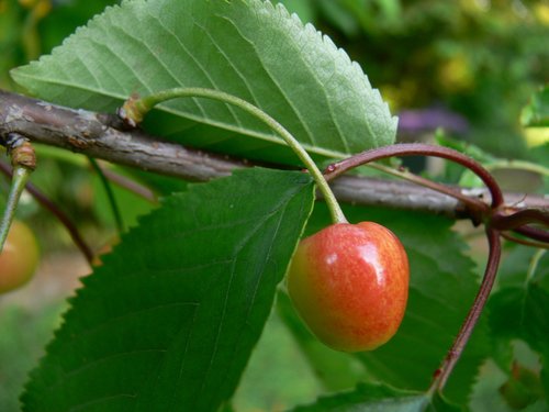 leaf  fruit  nature