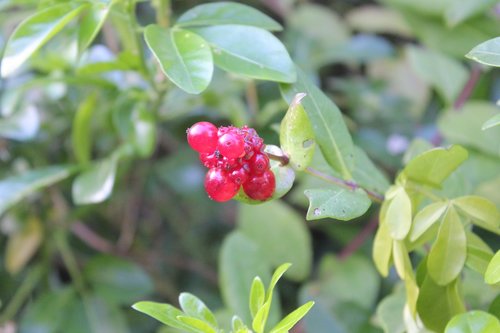 leaf  nature  berries