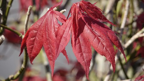 leaf  fall  nature