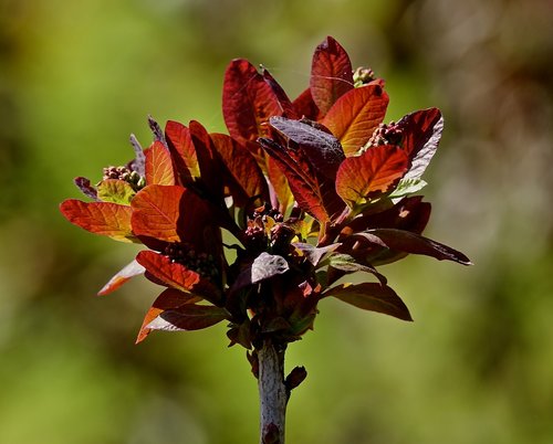 leaf  nature  plant