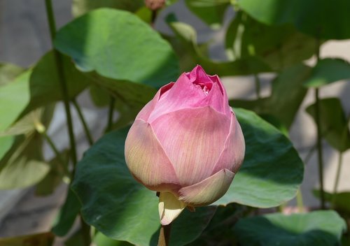 leaf  flower  plant