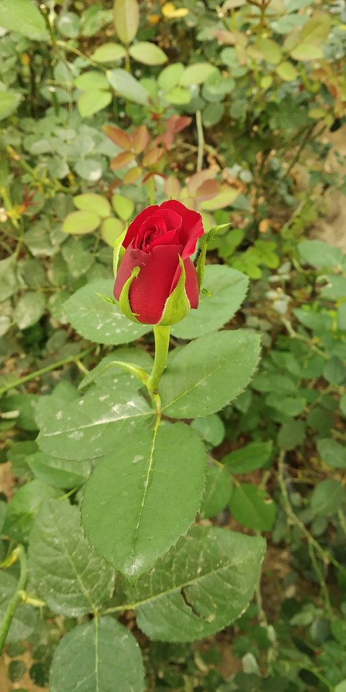 leaf  flower  flora