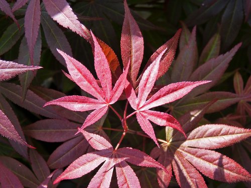 leaf  red leaf  plant