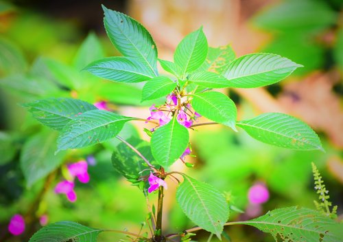 leaf  nature  flora