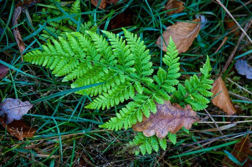 leaf  plant  nature