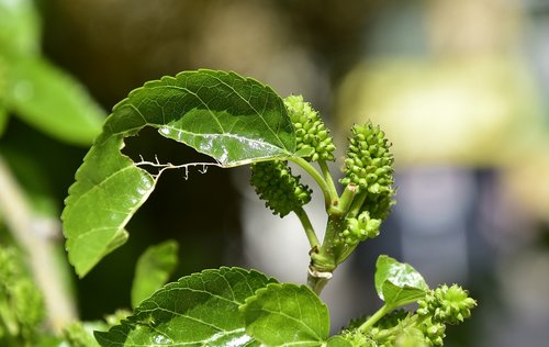 leaf  nature  plant