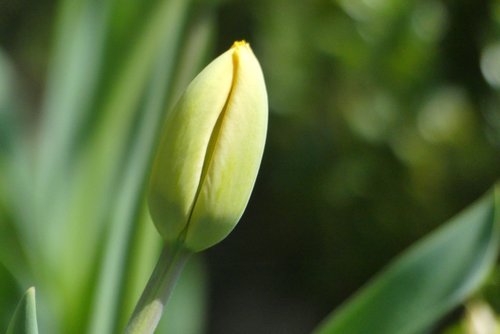 leaf  plant  nature