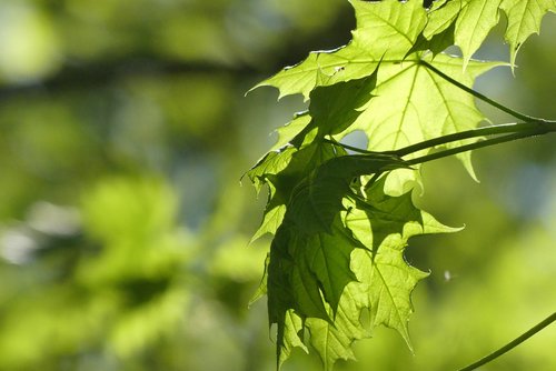 leaf  nature  plant