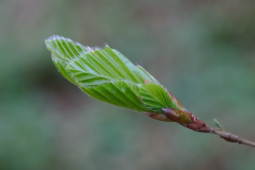 leaf  nature  plant