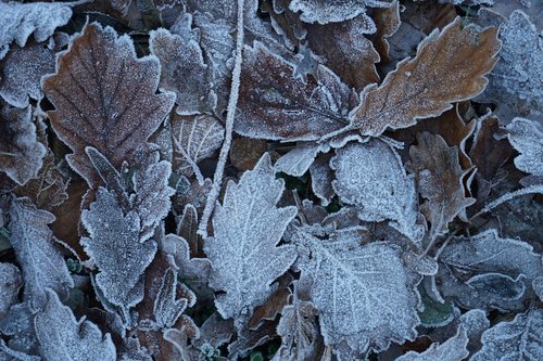 leaf  frost  nature
