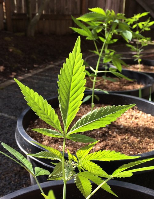 leaf  marijuana  cannabis