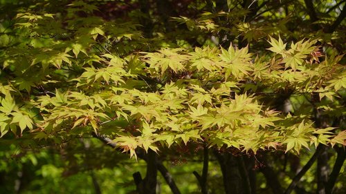 leaf  wood  nature