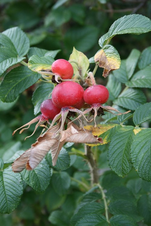 leaf  nature  fruit