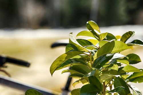 leaf  flora  nature