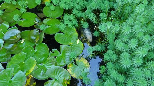 leaf  plant  nature