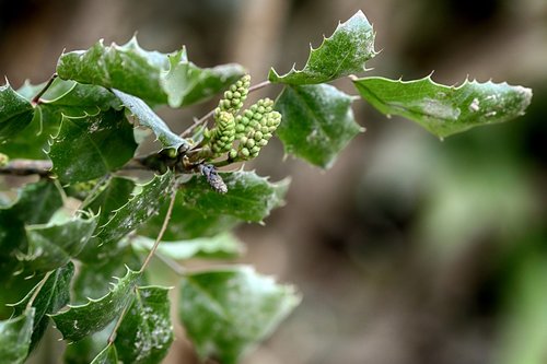 leaf  flora  plant