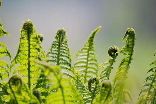 leaf  plant  fern