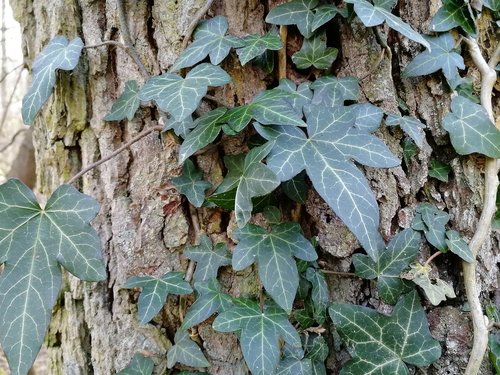 leaf  ivy  plant