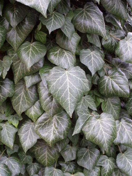 leaf  plant  ivy